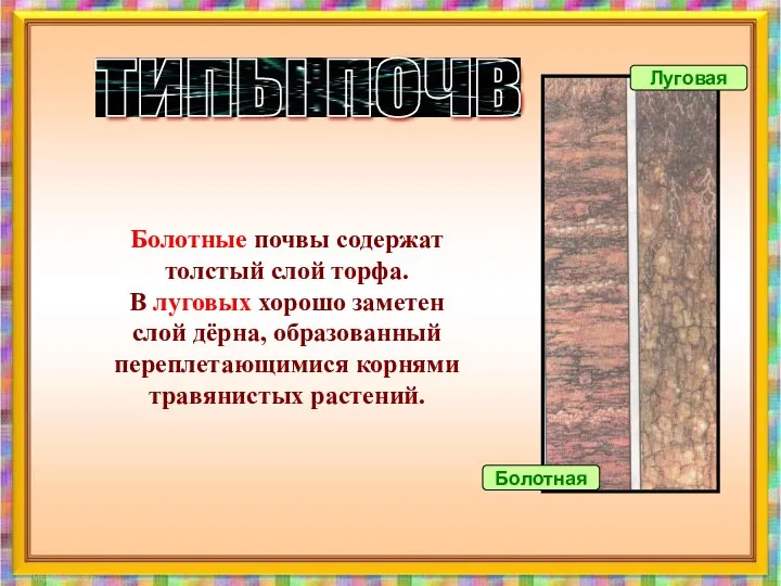 Болотная Луговая Болотные почвы содержат толстый слой торфа. В луговых хорошо