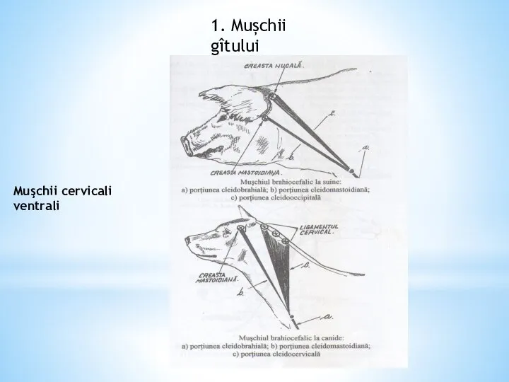 Muşchii cervicali ventrali 1. Mușchii gîtului