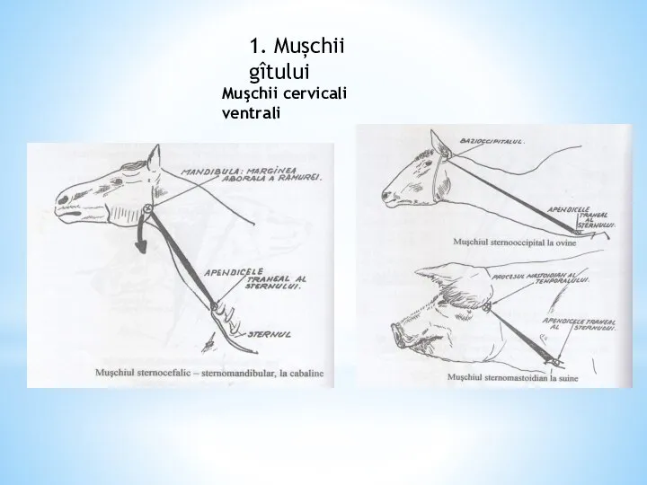 1. Mușchii gîtului Muşchii cervicali ventrali