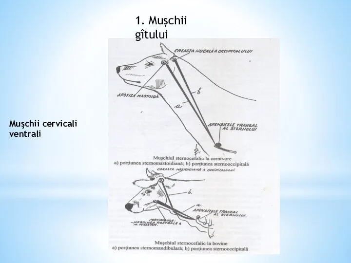 Muşchii cervicali ventrali 1. Mușchii gîtului