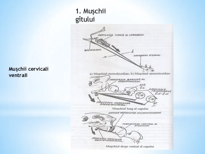 Muşchii cervicali ventrali 1. Mușchii gîtului