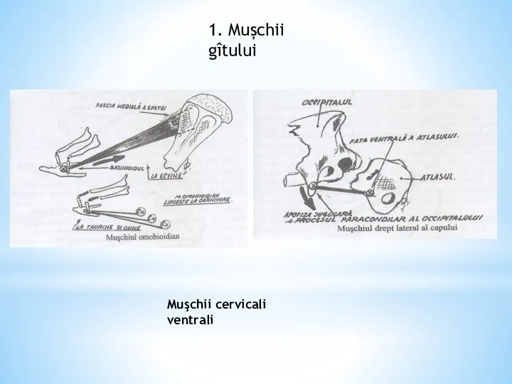 1. Mușchii gîtului Muşchii cervicali ventrali