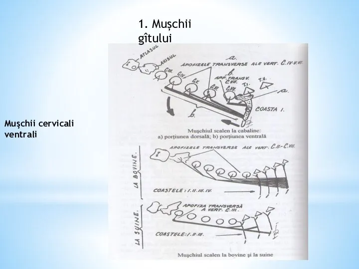 1. Mușchii gîtului Muşchii cervicali ventrali