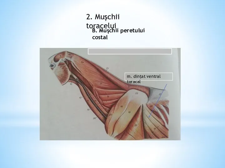 2. Muşchii toracelui B. Muşchii peretului costal m. dinţat ventral toracal