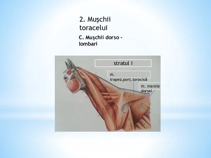 2. Muşchii toracelui C. Muşchii dorso - lombari stratul I m. trapez,porţ.toracică m. marele dorsal