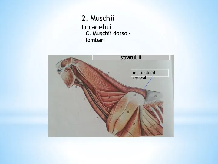 2. Muşchii toracelui C. Muşchii dorso - lombari stratul II m. romboid toracal