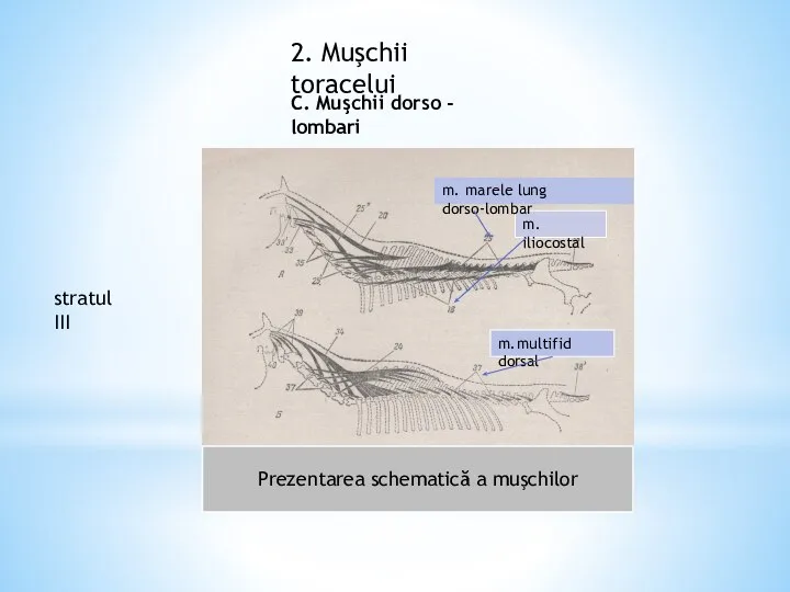2. Muşchii toracelui C. Muşchii dorso - lombari Prezentarea schematică a