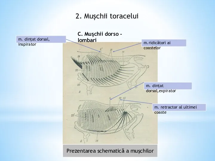 2. Mușchii toracelui Prezentarea schematică a muşchilor C. Muşchii dorso -