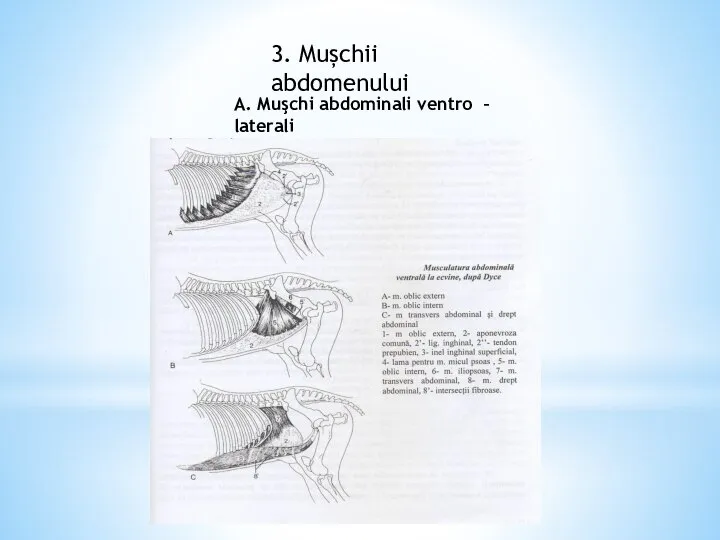 3. Mușchii abdomenului A. Muşchi abdominali ventro – laterali