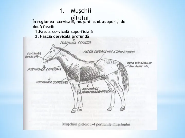 Mușchii gîtului În regiunea cervicală, muşchii sunt acoperiţi de două fascii: