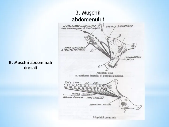 3. Mușchii abdomenului B. Muşchii abdominali dorsali