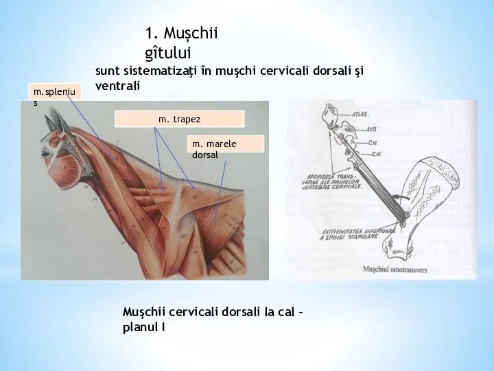 1. Mușchii gîtului Muşchii cervicali dorsali la cal – planul I