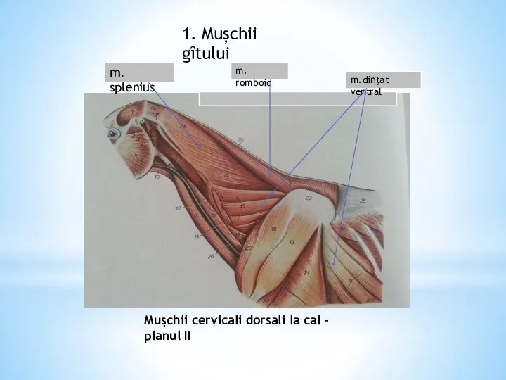 m. splenius 1. Mușchii gîtului Muşchii cervicali dorsali la cal –