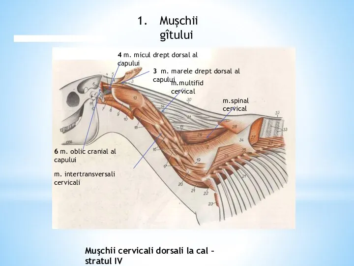 Mușchii gîtului Muşchii cervicali dorsali la cal – stratul IV m.multifid