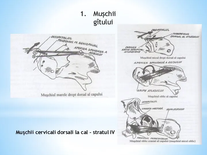 Mușchii gîtului Muşchii cervicali dorsali la cal – stratul IV