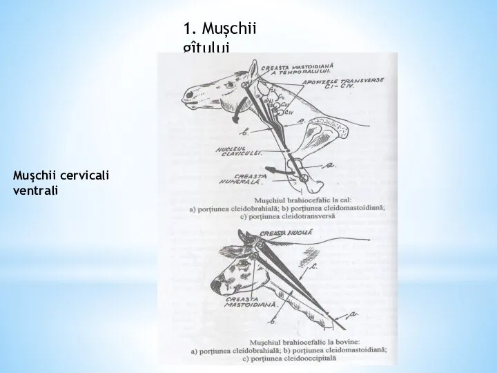 1. Mușchii gîtului Muşchii cervicali ventrali