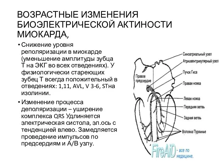 ВОЗРАСТНЫЕ ИЗМЕНЕНИЯ БИОЭЛЕКТРИЧЕСКОЙ АКТИНОСТИ МИОКАРДА, Снижение уровня реполяризации в миокарде (уменьшение