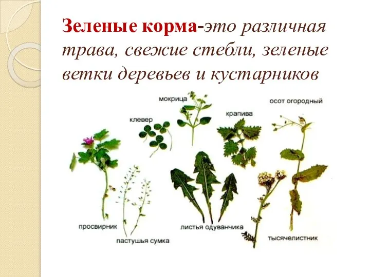 Зеленые корма-это различная трава, свежие стебли, зеленые ветки деревьев и кустарников