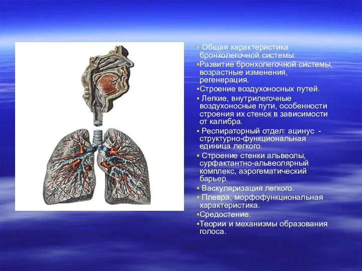 Общая характеристика бронхолегочной системы. Развитие бронхолегочной системы, возрастные изменения, регенерация. Строение