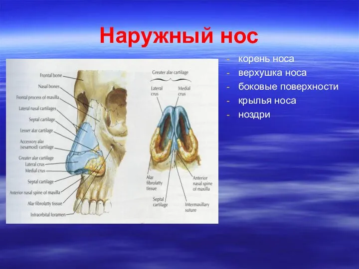 Наружный нос корень носа верхушка носа боковые поверхности крылья носа ноздри