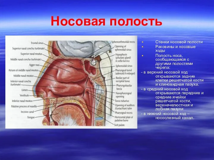 Носовая полость Стенки носовой полости Раковины и носовые ходы Полость носа,