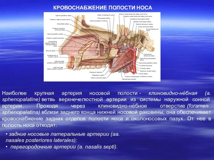 КРОВОСНАБЖЕНИЕ ПОЛОСТИ НОСА Наиболее крупная артерия носовой полости - клиновидно-нёбная (a.