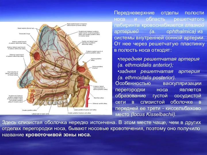 Передневерхние отделы полости носа и область решетчатого лабиринта кровоснабжается глазной артерией