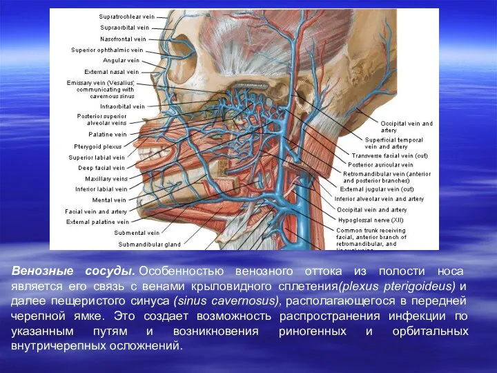 Венозные сосуды. Особенностью венозного оттока из полости носа является его связь