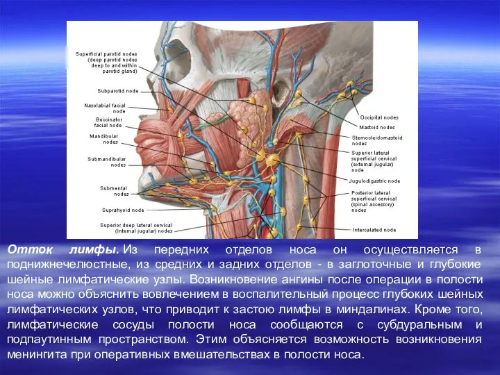 Отток лимфы. Из передних отделов носа он осуществляется в поднижнечелюстные, из