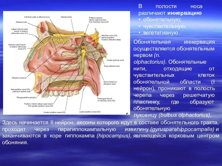 В полости носа различают иннервацию • обонятельную; • чувствительную; • вегетативную.