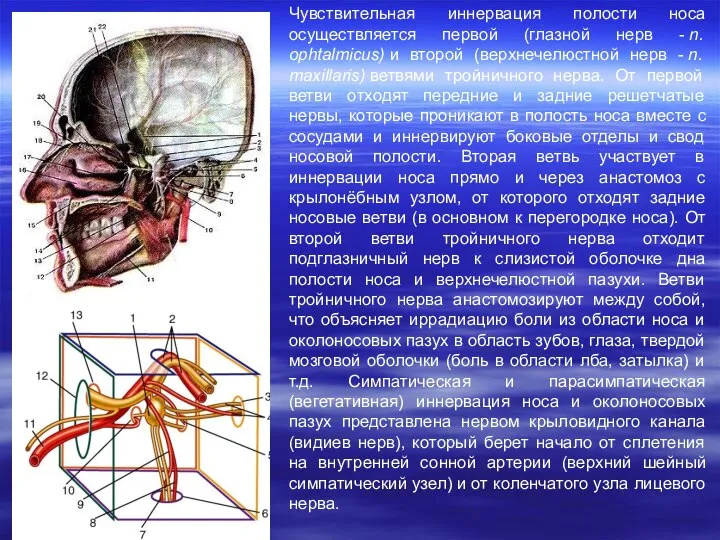 Чувствительная иннервация полости носа осуществляется первой (глазной нерв - n. ophtalmicus)