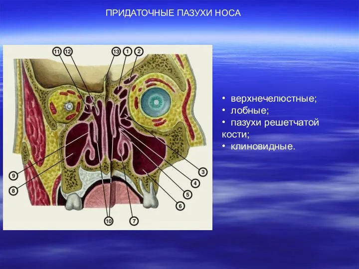 ПРИДАТОЧНЫЕ ПАЗУХИ НОСА • верхнечелюстные; • лобные; • пазухи решетчатой кости; • клиновидные.