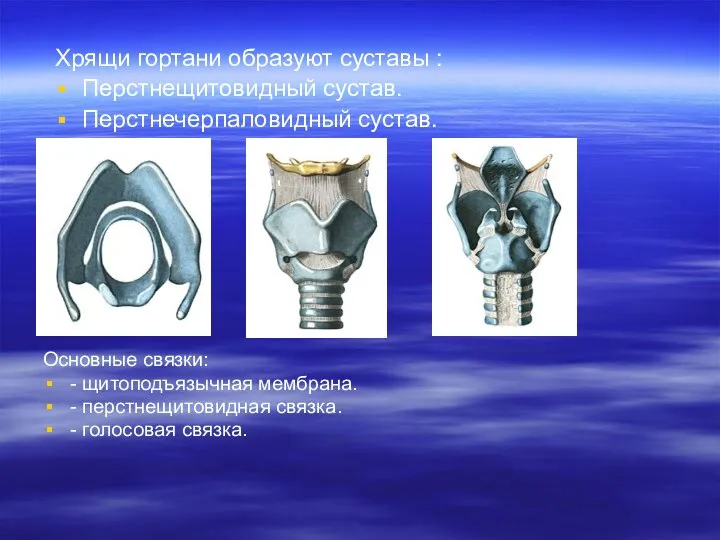 Основные связки: - щитоподъязычная мембрана. - перстнещитовидная связка. - голосовая связка.