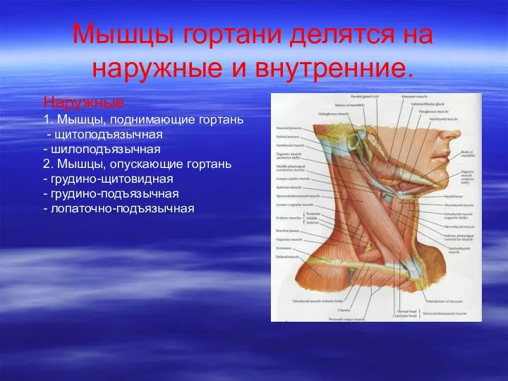 Мышцы гортани делятся на наружные и внутренние. Наружные 1. Мышцы, поднимающие