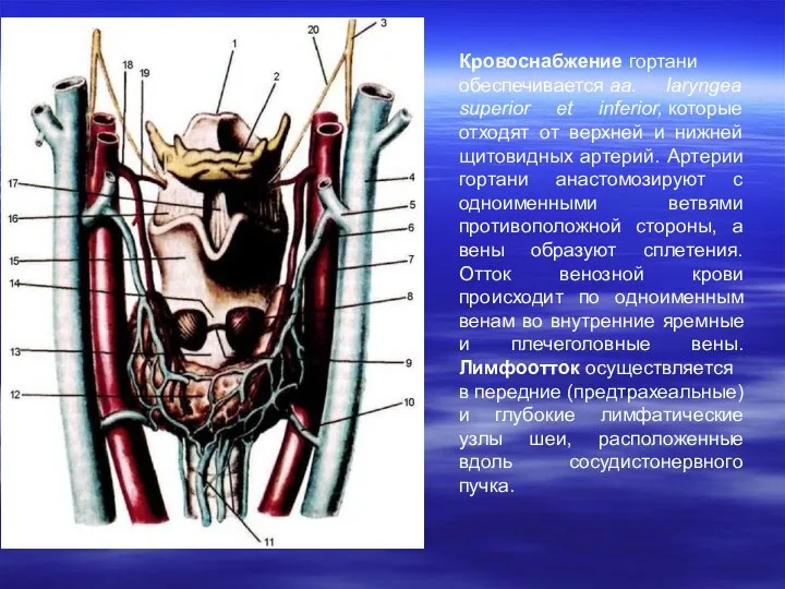 Кровоснабжение гортани обеспечивается aa. laryngea superior et inferior, которые отходят от