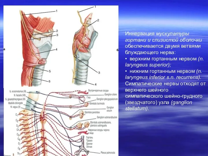 Иннервация мускулатуры гортани и слизистой оболочки обеспечивается двумя ветвями блуждающего нерва: