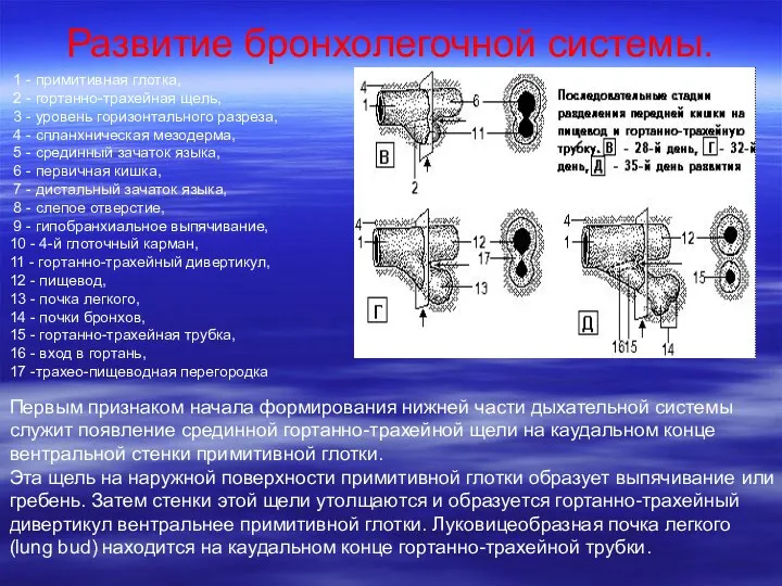 Развитие бронхолегочной системы. 1 - примитивная глотка, 2 - гортанно-трахейная щель,