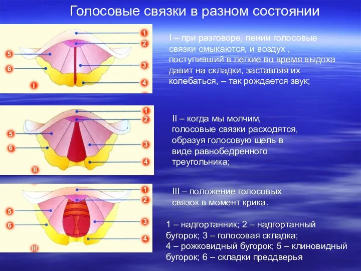 I – при разговоре, пении голосовые связки смыкаются, и воздух ,поступивший