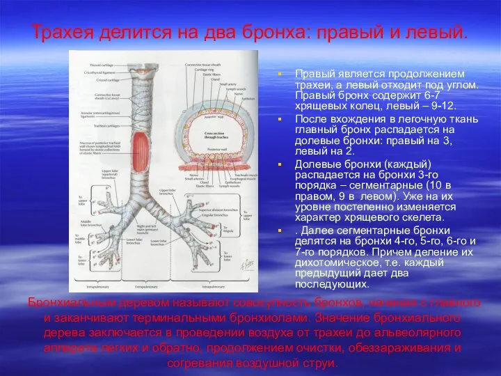 Трахея делится на два бронха: правый и левый. Правый является продолжением