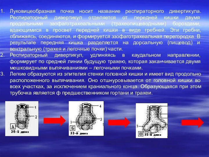 Луковицеобразная почка носит название респираторного дивертикула. Респираторный дивертикул отделяется от передней