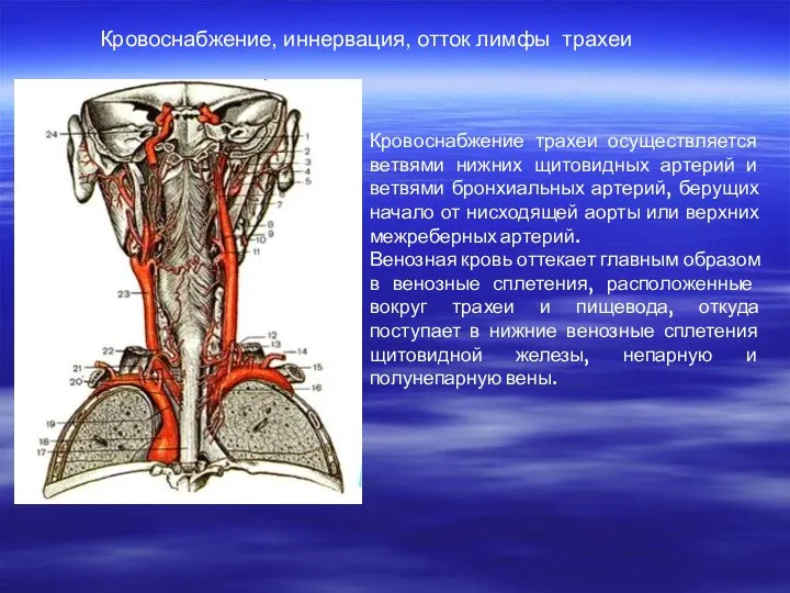 Кровоснабжение, иннервация, отток лимфы трахеи Кровоснабжение трахеи осуществляется ветвями нижних щитовидных