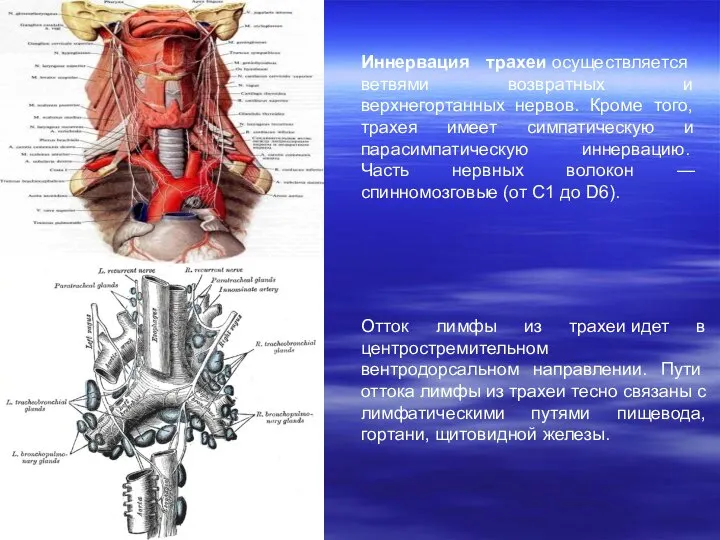 Иннервация трахеи осуществляется ветвями возвратных и верхнегортанных нервов. Кроме того, трахея