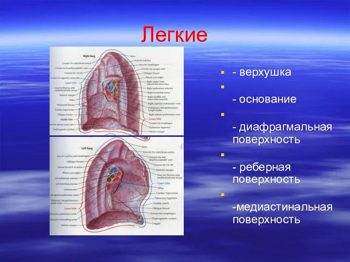 Легкие - верхушка - основание - диафрагмальная поверхность - реберная поверхность -медиастинальная поверхность