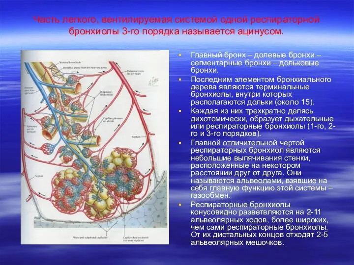 Часть легкого, вентилируемая системой одной респираторной бронхиолы 3-го порядка называется ацинусом.