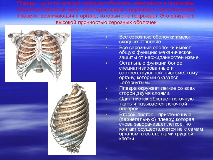 Плевра - одна из четырех серозных оболочек, имеющихся в организме. Серозные