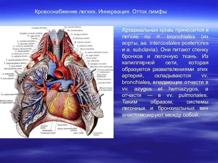 Артериальная кровь приносится в легкие по rr. bronchiales (из аорты, аа.