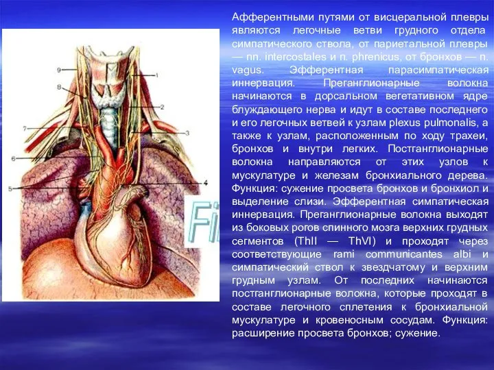 Афферентными путями от висцеральной плевры являются легочные ветви грудного отдела симпатического