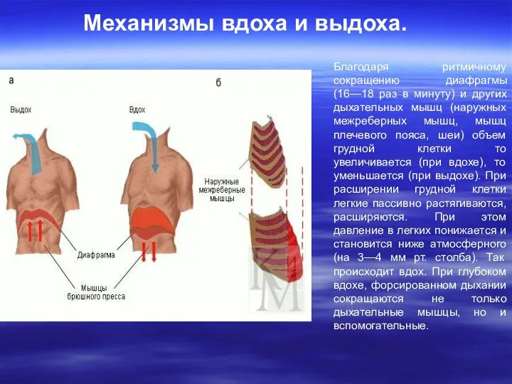 Благодаря ритмичному сокращению диафрагмы (16—18 раз в минуту) и других дыхательных