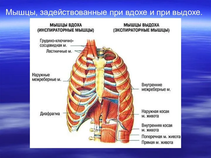 Мышцы, задействованные при вдохе и при выдохе.