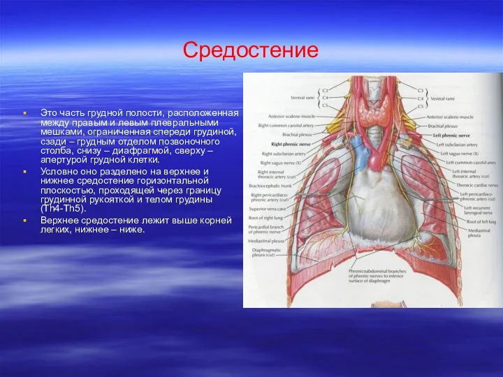 Средостение Это часть грудной полости, расположенная между правым и левым плевральными